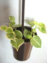 ミニ観葉植物 ペペロミア ハンギングポット ブラウン癒しの観葉植物 インテリアグリーン 観葉植物 おしゃれ かわいい インテリア ギフト プレゼント かっこいい...