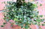 ミニ観葉植物　プミラ　クエルギフォリア　ラベル付き3号苗癒しの観葉植物　インテリアグリーン　観葉植物　おしゃれ　かわいい　インテリア　ギフト　プレゼント　かっこいい