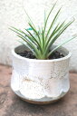 観葉植物 多肉植物 アガベ 吹上ナナ 鉢植え【地域限定送料無料】癒しの観葉植物 インテリアグリーン 男前 かっこいい