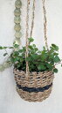 観葉植物 ワイヤープランツ コンプレッサ(大葉タイプ)ハンギングバスケット付き【地域限定送料無料】癒しの観葉植物 インテリアグリーン 観葉植物 おしゃれ かわい...