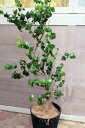 観葉植物 ベンジャミン シタシオン 10号サイズ【希少】【地域限定送料無料】