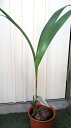 観葉植物 ココヤシ 7号サイズ 中型サイズ【地域限定送料無料】癒しの観葉植物 インテリアグリーン 観葉植物 おしゃれ インテリア ギフト プレゼント