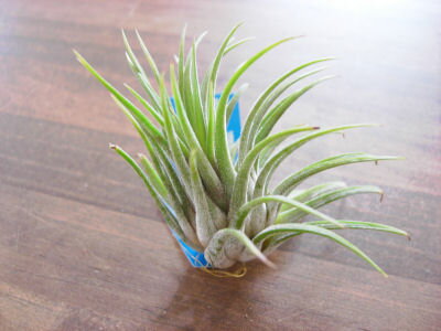 着生植物エアープランツチランジアイ...