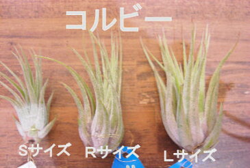 着生植物 エアープランツ チランジア イオナンタ コルビー Sサイズ癒しの観葉植物 観葉植物 インテリア 観葉植物 おしゃれ インテリアグリーン