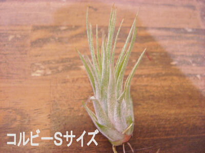 着生植物　エアープランツ チランジア　イオナンタ　コルビー　Sサイズ癒しの観葉植物　観葉植物　インテリア　観葉植物　おしゃれ　インテリアグリーン