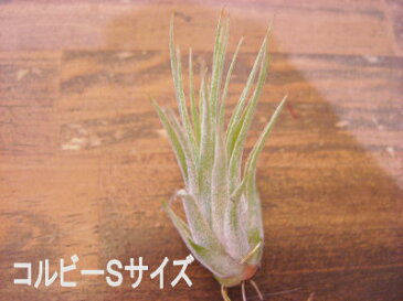 着生植物 エアープランツ チランジア イオナンタ コルビー Sサイズ癒しの観葉植物 観葉植物 インテリア 観葉植物 おしゃれ インテリアグリーン