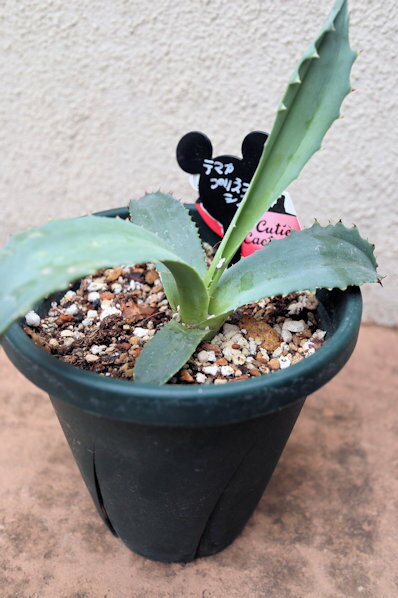 観葉植物　アガベ『テマカプリネンシス』5号サイズ【地域限定送料無料】癒しの観葉植物　インテリアグリーン　かっこいい　簡単管理　プレゼント　ギフト　お祝い