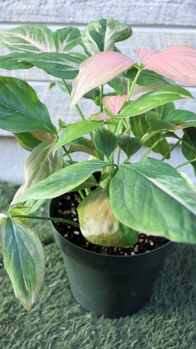 観葉植物　シンゴニウム『ピンクスプラッシュ』5号サイズ【地域限定送料無料】癒しの観葉植物　インテ..