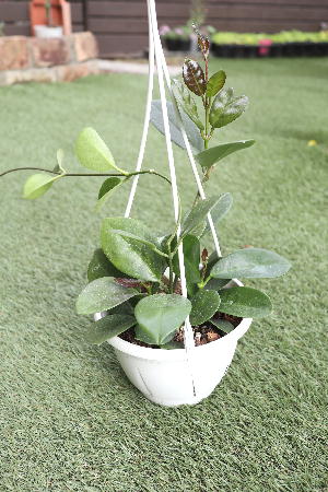 観葉植物　つる性　ホヤ　オーストラリス　5号吊り鉢　【地域限定送料無料】癒しの観葉植物　インテリアグリーン　観葉植物　おしゃれ　観葉植物　インテリア　観葉植物　吊り下げ　ハンギング