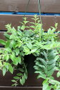 観葉植物 エスキナンサス ボレロ ラベル付き5号サイズ 吊り鉢【地域限定送料無料】希少種 癒しの観葉植物 インテリアグリーン ハンギング 吊り エキゾチック オ...