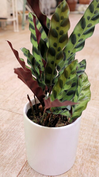 観葉植物　カラテア　インシグニス　4号サイズ陶器鉢付き【地域限定送料無料】のサムネイル