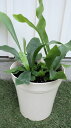 観葉植物 コウモリラン(ビカクシダ、プラティセリウム)ネザーランド 5号サイズ【地域限定送料無料】癒しの観葉植物 インテリアグリーン 観葉植物 おしゃれ インテ...
