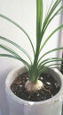 観葉植物 トックリラン(ノリナ・ポニーテール)鉢植え【地域限定送料無料】インテリアグリーン 癒しの観葉植物 男前インテリア ギフト プレゼント 父の日ギフト