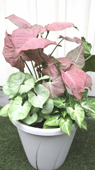 観葉植物　シンゴニウム　ネオンが入る3品種ミックス植え　7号サイズ鉢植え【地域限定送料無料】癒しの観葉植物　インテリアグリーン　ギフト　プレゼント　カバー付き