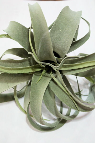 アートプランツ　フェイクグリーン　エアープランツ　キセログラフィカ【地域限定送料無料】