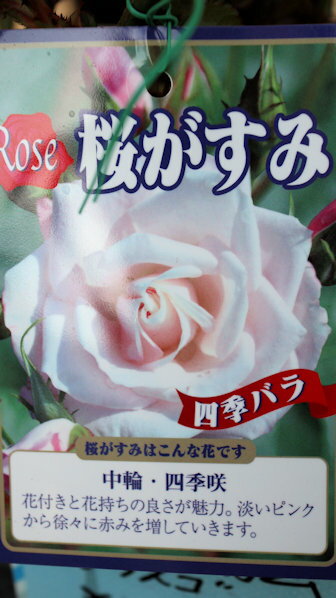 花苗バラ苗木四季咲き大輪品種「桜か...