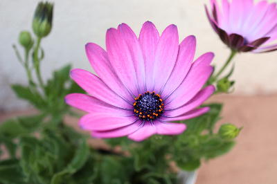 花苗　耐寒性多年草　オステオスペルマム『グランドキャニオン　アキラ』ピンク系ラベル付き3,5号サイズのサムネイル