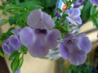 花苗　非耐寒性多年草（1年草扱い）　スーパートレニア　『カタリ—ナブルーリバー』　ラベル付き3,5寸苗のサムネイル