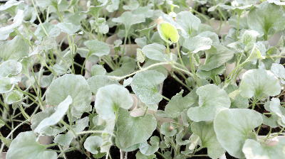 常緑多年草　カラーリーフ　ダイコンドラ　7号吊鉢【地域限定送料無料】