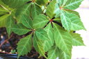 つる性植物　ヘンリーヅタ　5号サイズ苗木グランドカバー　ハンギング　壁面緑化