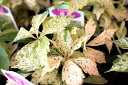 つる性植物 斑入りアメリカヅタ『流星』ラベル付き5号サイズ吊鉢【地域限定送料無料】グランドカバー ハンギング 壁面緑化