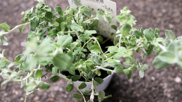 カラーリーフ　多年草　花苗　ヘリクリサム『シルバーミスト』ラベル付き2,5号号ロングポット苗