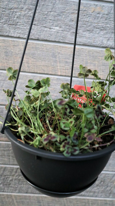 花苗　カラーリーフ　耐寒性常緑多年草　多葉クローバー　エンジェルクローバー『スパークル』ラベル付き6号t吊鉢【地域限定送料無料】