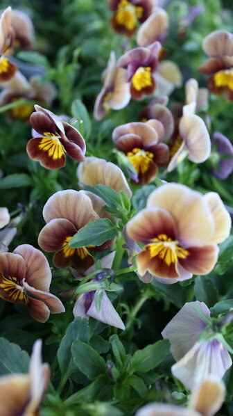 花苗　耐寒性1年草　ビオラ『フロステッドチョコレート』3,5号ポット苗のサムネイル