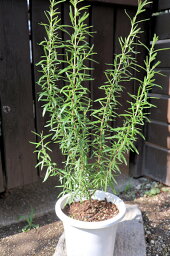常緑低木　ハーブ苗　多年草　ローズマリー『パープル』ラベル付き5号サイズ