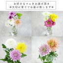 お好きなマム(菊)を選んで、大切に育ててお届けします!【1セット 12本入】マム 菊 生花 花束 生産者 プレゼント ギフト