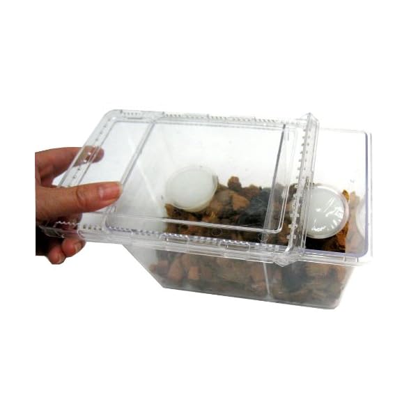 KKDYWQZEE 【昆虫飼育ケース】クリアースライダー[シーラケース] ポリスチレンクワガタ