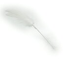 羽の束縦約12cm　横の開き具合約5〜6cm　ステムの長さ約11cm　全長約23cm約6枚/1束で1本 ニワトリの羽　紙巻ワイヤー ・羽はすべて同じ方向を向いています。向かい合わせた立体的な形にしたいときは2本以上お使いください。羽の束縦約12cm　横の開き具合約5〜6cm　ステムの長さ約11cm　全長約23cm約6枚/1束で1本 ニワトリの羽　紙巻ワイヤー ・羽はすべて同じ方向を向いています。向かい合わせた立体的な形にしたいときは2本以上お使いください。