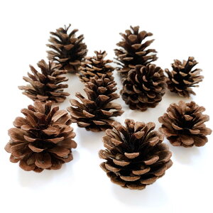松ぼっくり 松かさ アソート 3〜6cm(10個入) クリスマス 花材 ドライフラワー 天然素材 材料