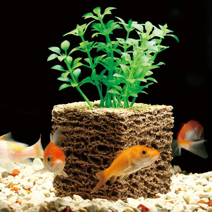 ⇒お得な4個組はこちら キレイな水を保ち続ける驚きのバイオキューブ。 納豆菌をはじめとする浄化生物が増殖し、水槽の汚れや魚の体調不良の原因となるアンモニアや亜硝酸を分解し、水の汚れを防いでくれます。 バイオキューブ無し：1ヶ月後/水は濁り、汚れでドロドロ…お魚たちも苦しそう… バイオキューブ有り：1ヶ月後/水換えしなくてもまだまだキレイ！お魚スイスイ快適♪ 魚にも無害で安心!! ※約1ヶ月後の結果。水槽の大きさや環境により効果は異なります。 ●サイズ（1個）/約幅5×奥行5×高さ11cm ●重さ（1個）/約60g ●素材/ブロック：発泡セラミックス・納豆菌・硝化菌、水草（造花）：ポリエチレン、水草固定用スポンジ：ポリウレタンフォーム ●製造国/ブロック本体・水草固定用スポンジ：日本製、水草（造花）：中国