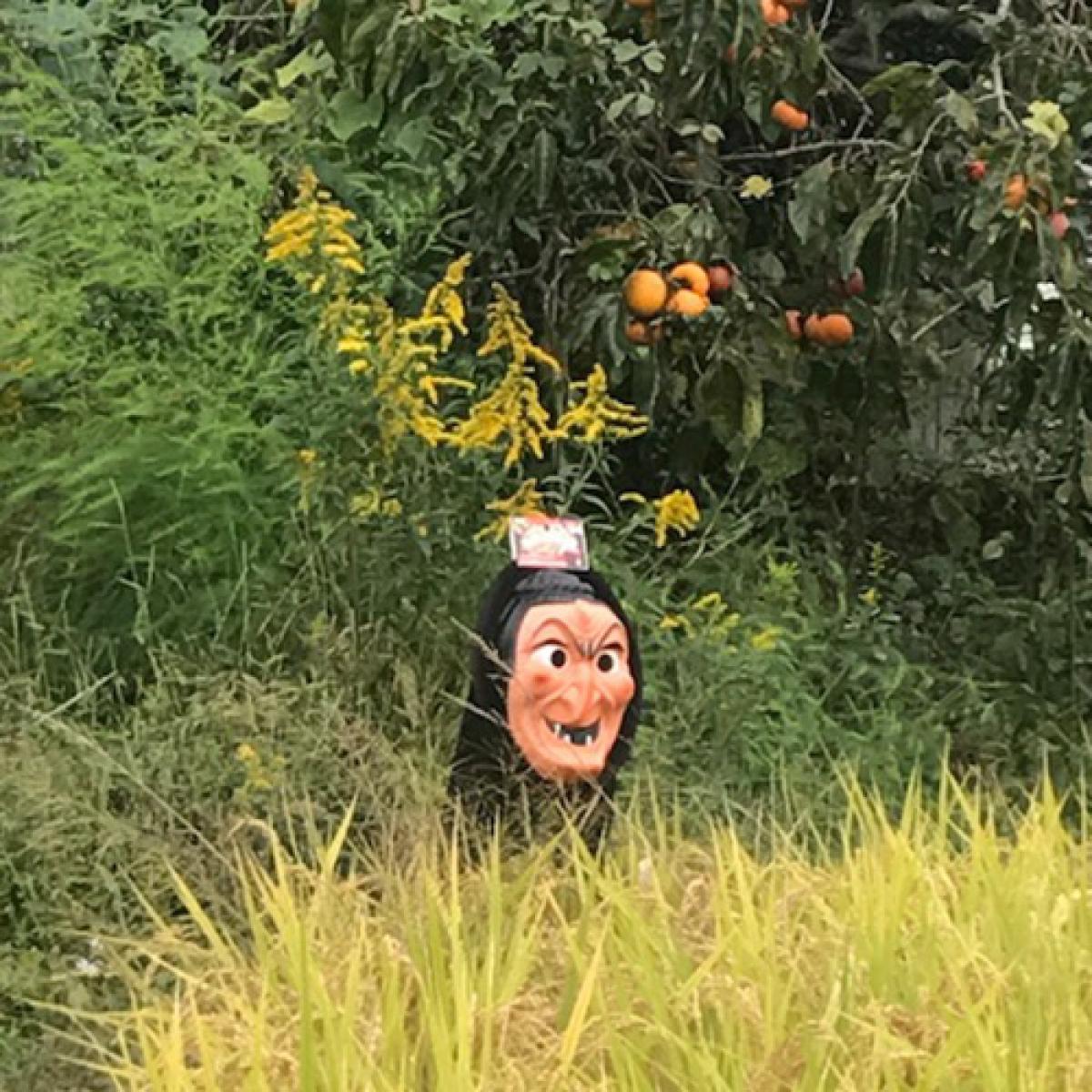 龍宝丸 鳥追いばあさん K-014 鳥 対策 忌避 鳥避け リアル 顔 農産物