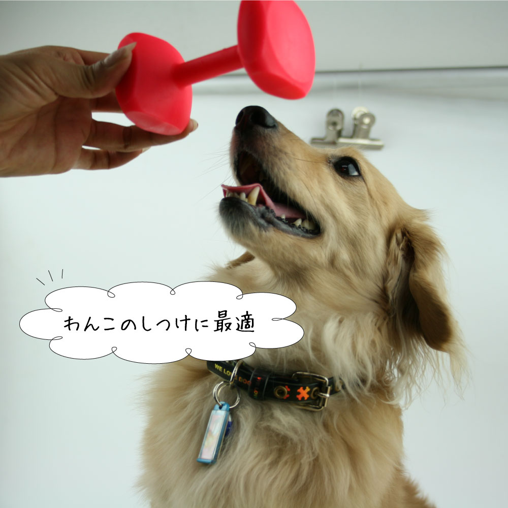 トレーニング ダンベル 5サイズ とってもタフなおもちゃ 壊し屋さんにどうぞ 犬 イ...