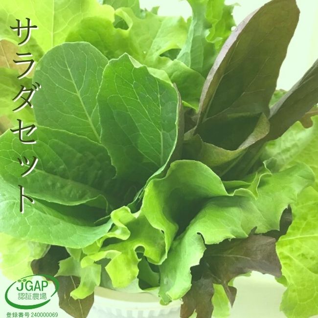 おかげ野菜 サラダセット 150g 水耕栽培 サラダ 生野菜 セット 農家直送 産地直送 伊勢志摩産 おかげ野..