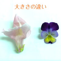 キンギョソウ3
