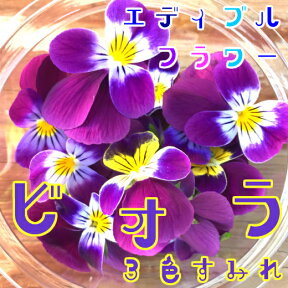 エディブルフラワー ビオラ（3色すみれ）20輪 スミレ 食用花 食べられる花 水耕栽培 農家直送 産地直送 伊勢志摩産 ハーブ 生花 有機種子使用 栽培期間中化学農薬不使用 デコレーション 飾りつけ