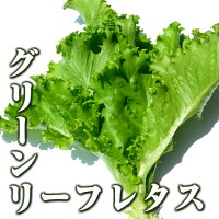 グリーンリーフレタス。写真はキュアグリーン