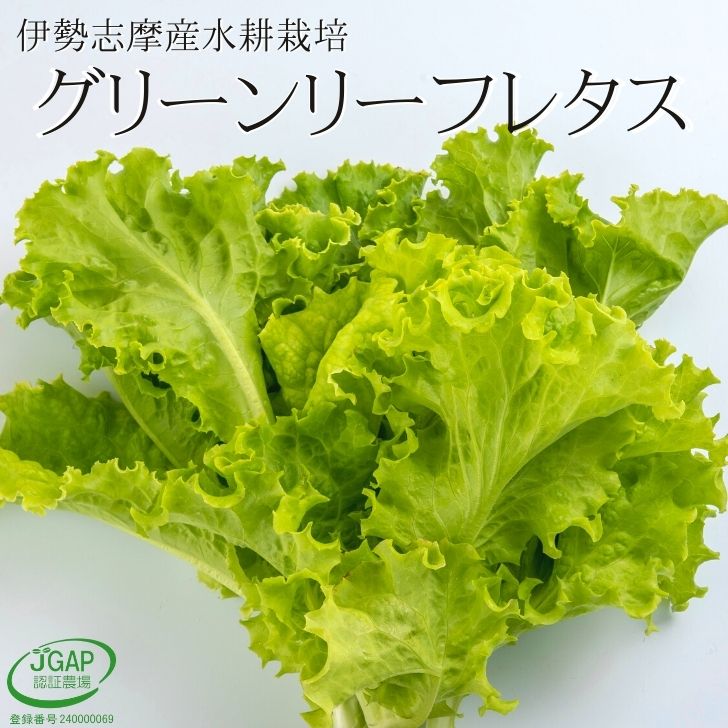 グリーンリーフレタス 80g サラダ 生野菜 水耕栽培 伊勢志摩産 農家直送 産地直送 おかげ野菜 レタス やさい 栽培期間中化学農薬不使用