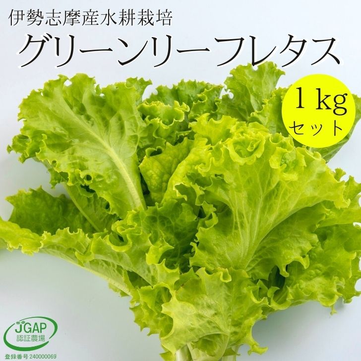 たっぷりグリーンリーフレタス 1kg 3種ミックス可 水耕栽培 伊勢志摩産 業務用 サラダ 生野菜 レタス リーフレタス …