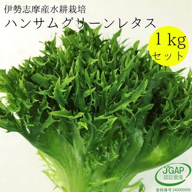 ハンサムグリーンレタスセット たっぷり 1kg 水耕栽培 伊勢志摩産 サラダ リーフレタス 野菜 やさい 野菜セット　詰…