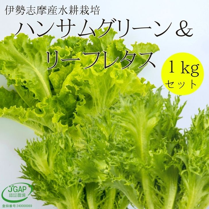 ハンサムグリーンレタス＆グリーンリーフレタス 1kg セット 水耕栽培 伊勢志摩産 業務用 サラダ 生野菜 リーフレタス 野菜セット やさい 産地直送 農家直送 おかげ野菜 詰め合わせ 栽培期間中化学農薬不使用 シェア 業務用