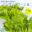 ハンサムグリーンレタス＆グリーンリーフレタス 1kg セット 水耕栽培 伊勢志摩産 業務用 サラダ 生野菜 リーフレタス 野菜セット やさい 産地直送 農家直送 おかげ野菜 詰め合わせ 栽培期間中化学農薬不使用 シェア 業務用 その1