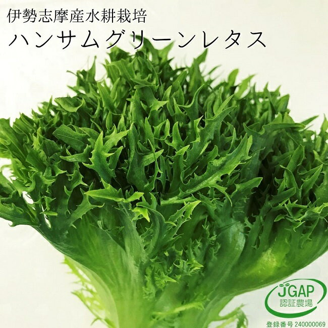 ハンサムグリーンレタス 120g レタス 水耕栽培 サラダ 生野菜 野菜 伊勢志摩産 農家直送 産地直送 おかげ野菜 やさい…