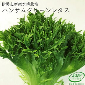 ハンサムグリーンレタス 120g レタス 水耕栽培 サラダ 生野菜 野菜 伊勢志摩産 農家直送 産地直送 おかげ野菜 やさい 栽培期間中化学農薬不使用