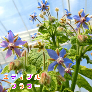 ボリジ 種 エディブルフラワーの種 食用花 ハーブ グリーンフィールドプロジェクト 有機種子 ★ネコポス便200円で送付可!★