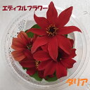 ダリア(ビショップズ チルドレン)(食用花) 伊勢志摩産・水...