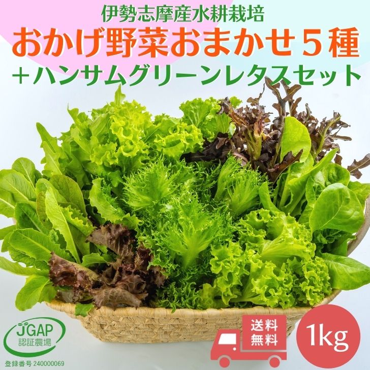 野菜セット 1kg 送料無料 水耕栽培 伊勢志摩産 おまかせおかげ野菜5種類＋ハンサムグリーンレタス詰め..